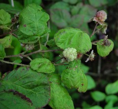 Rubus × loganobaccus