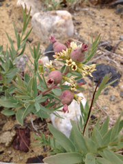 Comandra umbellata pallida