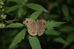 Ypthima argus