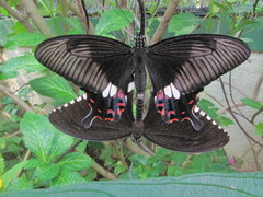 Papilio polytes stichius