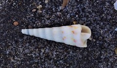 Turritella