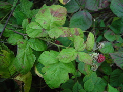 Rubus × loganobaccus
