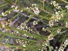 Leptomeria pauciflora