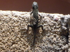 Sceloporus grammicus