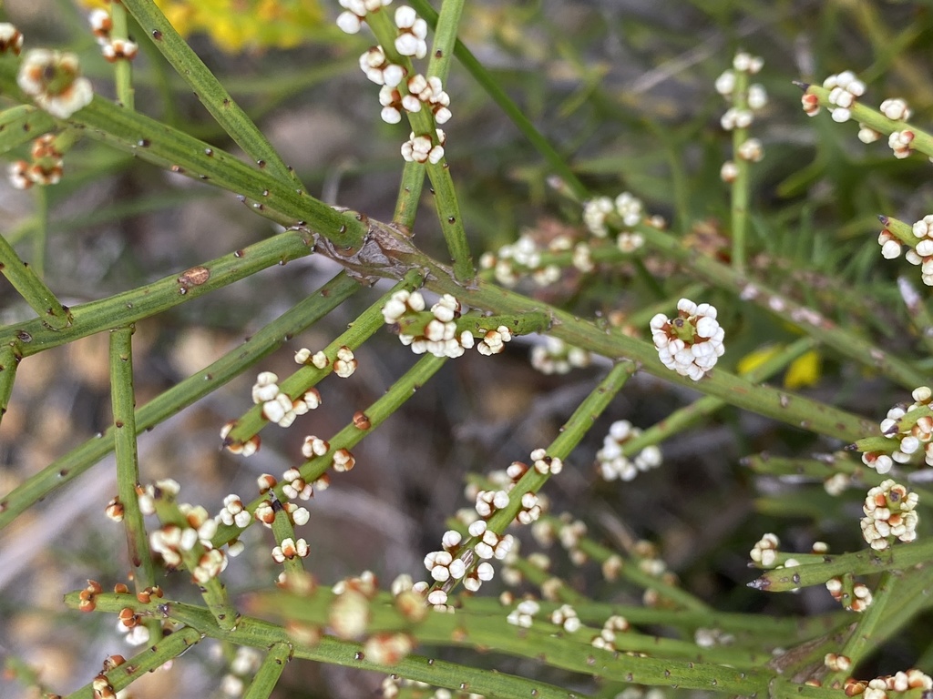 sparse-flowered currant bush