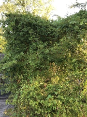 Nekemias arborea