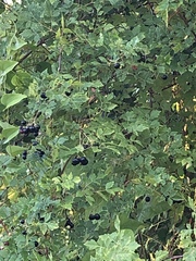 Nekemias arborea