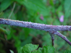 Rubus × loganobaccus