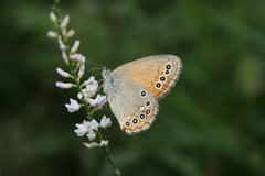 Coenonympha amaryllis