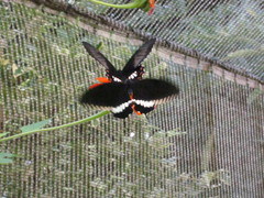 Papilio polytes stichius