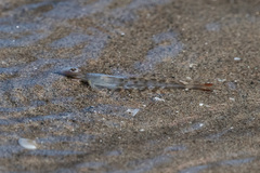 Penaeus kerathurus