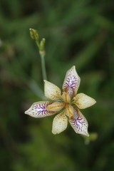 Iris dichotoma