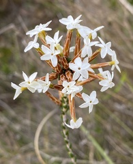 Lysinema ciliatum