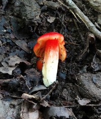 Pseudohygrocybe