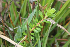 Laurembergia repens