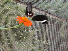Papilio polytes stichius