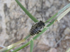 Megachiloides
