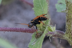 Parabatozonus lacerticida