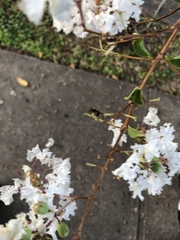 Hymenoptera