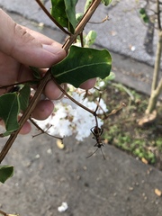 Hymenoptera