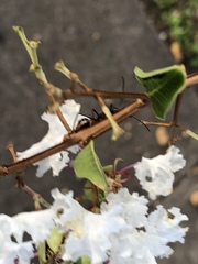 Hymenoptera