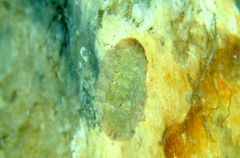Rhyssoplax olivacea
