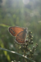 Coenonympha amaryllis