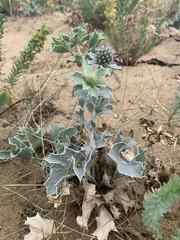 Eryngium maritimum