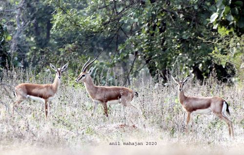 Deccan Chinkara