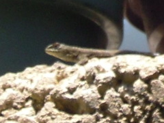 Sceloporus grammicus