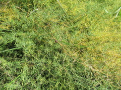 Asparagus pallasii