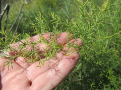 Asparagus pallasii