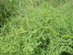 Asparagus pallasii