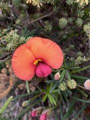 Gompholobium polymorphum