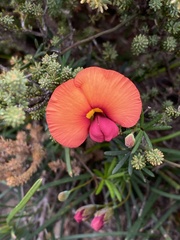 Gompholobium polymorphum