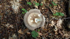 Amanita umbrinolutea