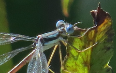 Lestes forcipatus