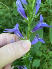 Lobelia siphilitica — photo 2