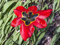 Tulipa raddii