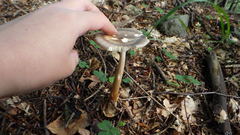 Amanita umbrinolutea