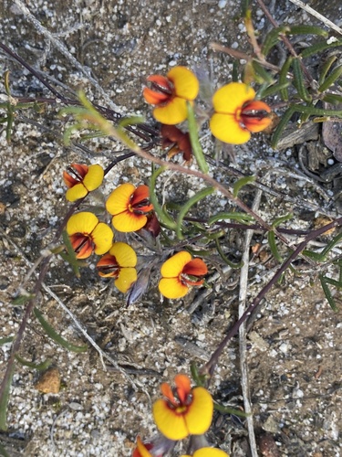 Chorizema circinale