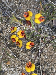 Chorizema circinale