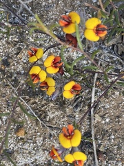 Chorizema circinale