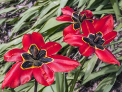 Tulipa raddii