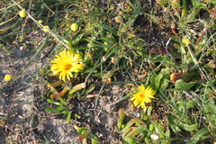 Glottiphyllum