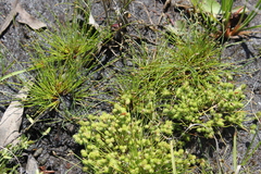 Isolepis hystrix