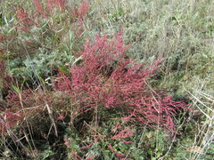 Suaeda corniculata