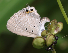 Euchrysops cnejus cnejus