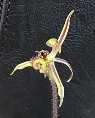 Caladenia barbarossa