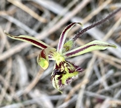 Caladenia barbarossa